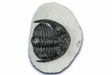 Detailed Hollardops Trilobite - Ofaten, Morocco #347777-3